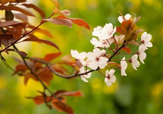 紫葉李什么時候開花？紫葉李什么時候成熟