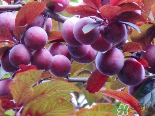 紫葉李果實有毒嗎？紫葉李果實能吃嗎