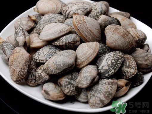 花蛤如何快速吐沙子？花蛤吐沙鹽水比例多少？