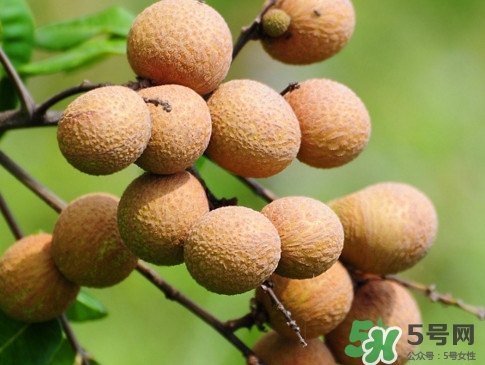 龍眼每天吃多少合適？龍眼一天最多吃幾個