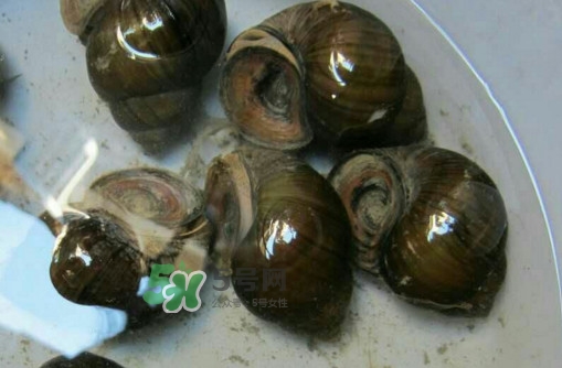 田螺是寒性的嗎？田螺煮多久殺死寄生蟲