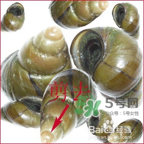 吃田螺有什么好處？田螺哪些部位不能吃