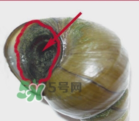 吃田螺有什么好處？田螺哪些部位不能吃