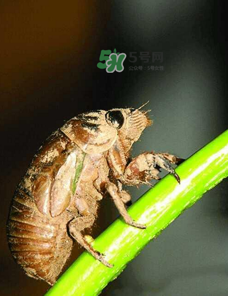 金蟬有寄生蟲嗎？金蟬有毒嗎？