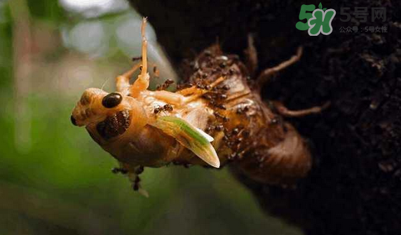 金蟬有寄生蟲嗎？金蟬有毒嗎？