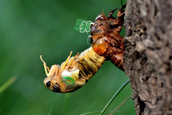 金蟬有寄生蟲嗎？金蟬有毒嗎？