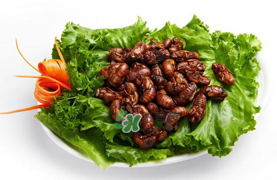 金蟬有寄生蟲嗎？金蟬有毒嗎？