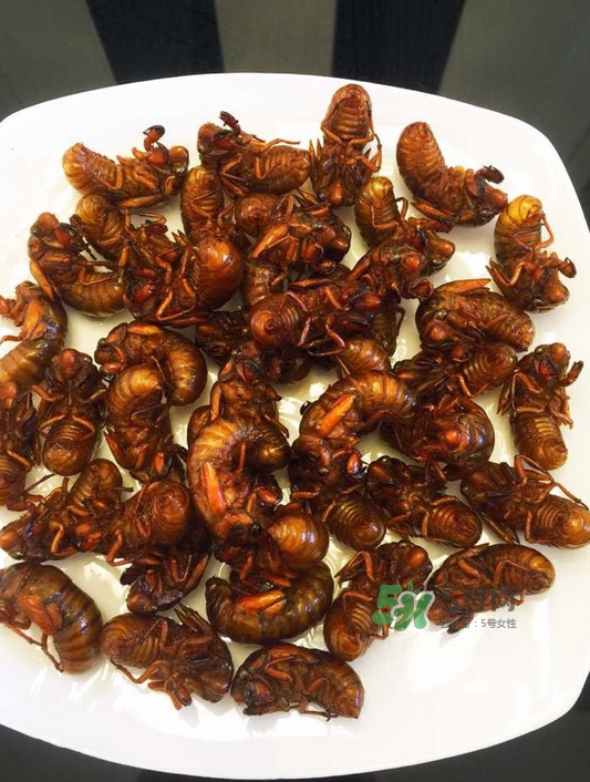 金蟬有寄生蟲嗎？金蟬有毒嗎？