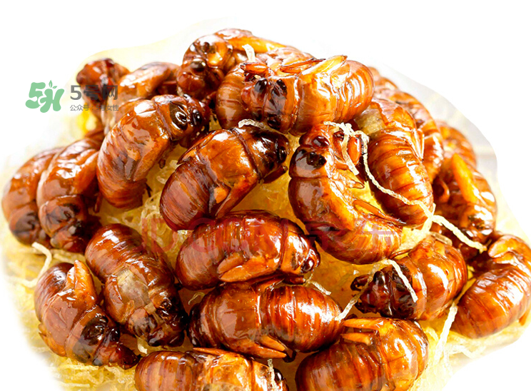 金蟬有寄生蟲嗎？金蟬有毒嗎？