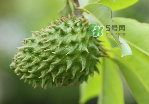 刺果番荔枝怎么吃？釋迦和刺果番荔枝區(qū)別