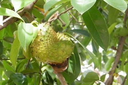 刺果番荔枝吃多少為適量？刺果番荔枝的功效與作用