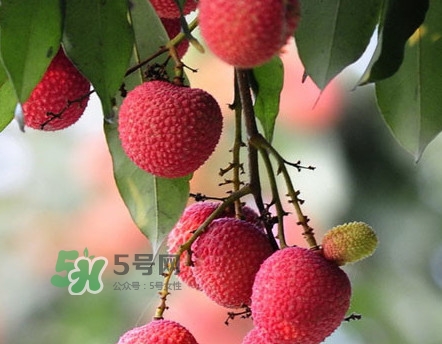 岵山荔枝一般幾月成熟？岵山荔枝什么時(shí)候上市