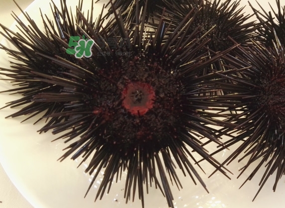 海膽貴嗎？海膽多少錢一斤？