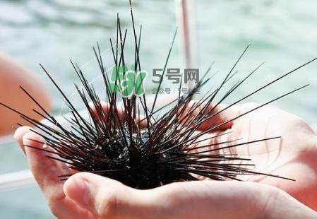 海膽有毒嗎？海膽有寄生蟲嗎