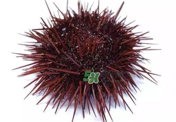 被海膽刺到怎么辦？吃海膽對(duì)身體有什么好處