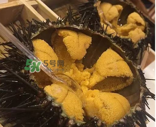 海膽貴嗎？海膽多少錢一斤？