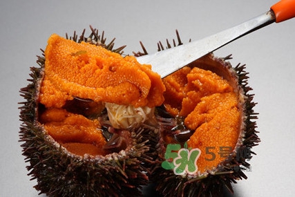 海膽貴嗎？海膽多少錢一斤？