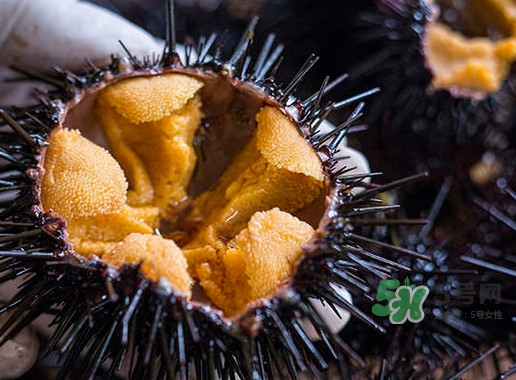 海膽是什么東西？海膽是動(dòng)物還是植物？