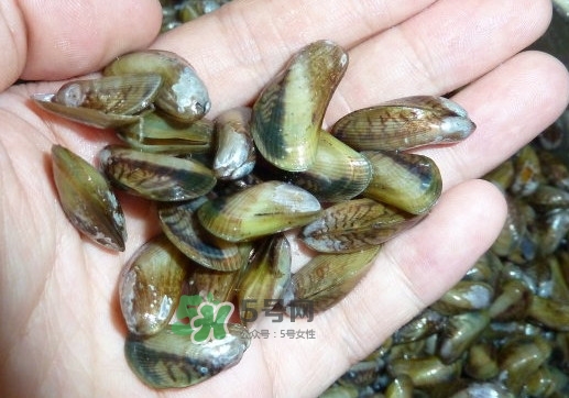 薄殼米是什么？薄殼怎么炒好吃？