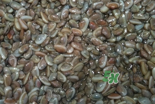 海瓜子怎么抓？海瓜子怎么保存