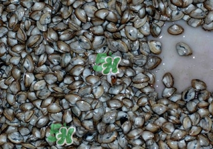 海瓜子怎么養(yǎng)？如何挑選海瓜子