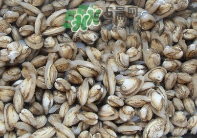 海瓜子怎么養(yǎng)？如何挑選海瓜子