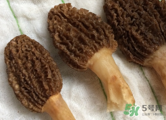 羊肚菌什么時候采摘？羊肚菌什么季節(jié)有