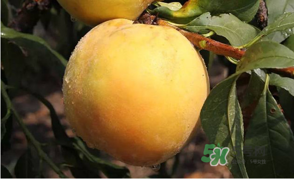 嘉善黃桃多少錢一斤？嘉善黃桃的上市時(shí)間