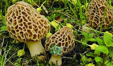 羊肚菌生長(zhǎng)在什么地方？羊肚菌同什么煲湯最好