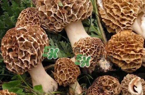 羊肚菌最大產(chǎn)地是哪兒？羊肚菌怎么泡發(fā)