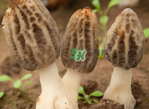 生了蟲的羊肚菌能吃嗎？羊肚菌長(zhǎng)蟲子怎么辦？