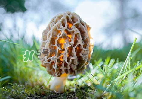 羊肚菌怎么清洗？羊肚菌怎么保存