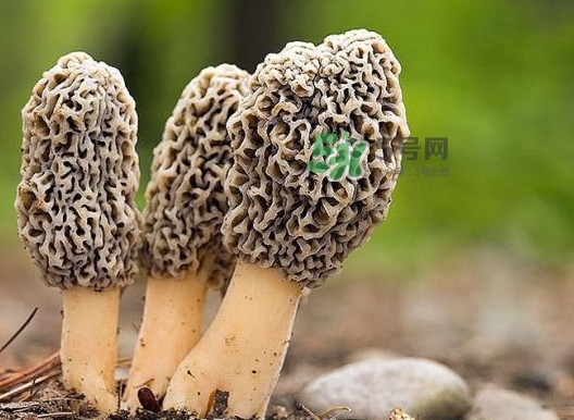 羊肚菌怎么做好吃？羊肚菌有什么好處