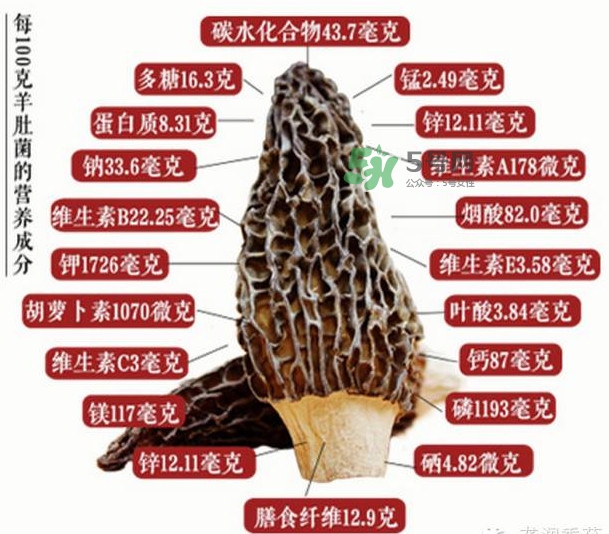 野生羊肚菌多少錢一斤？干羊肚菌多少錢一斤