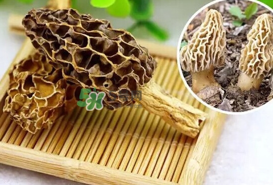 羊肚菌怎么清洗？羊肚菌怎么保存