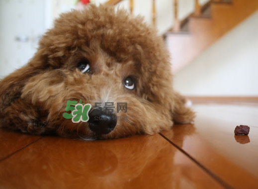 三伏天狗狗不吃飯怎么辦？三伏天狗狗不吃飯怎么回事？