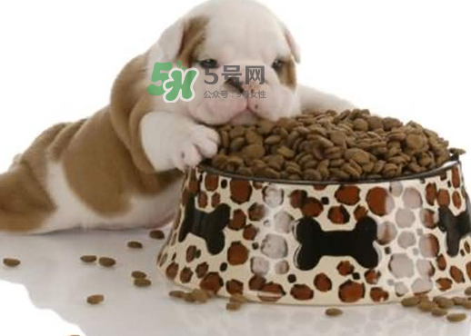 三伏天狗狗不吃飯怎么辦？三伏天狗狗不吃飯怎么回事？