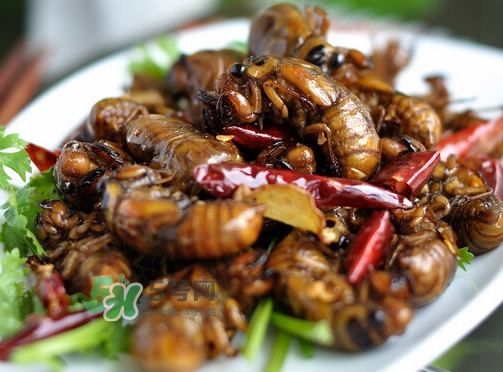 八月份還有知了猴嗎？知了幾月份就沒有了？