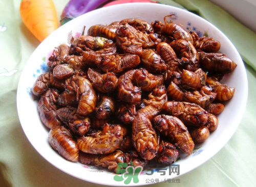 八月份還有知了猴嗎？知了幾月份就沒有了？