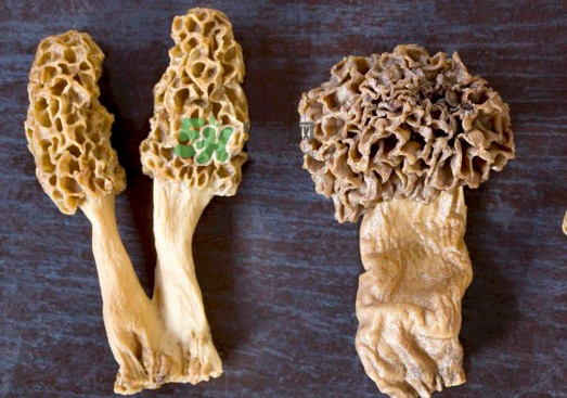 羊肚菌有假的嗎？野生羊肚菌有幾種？