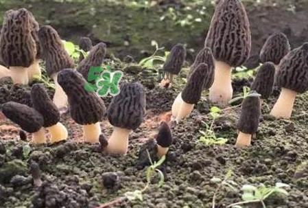 羊肚菌種植是不是騙局？羊肚菌的種植技術