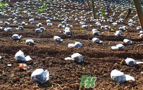 羊肚菌種植是不是騙局？羊肚菌的種植技術