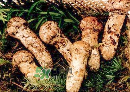 新鮮松茸怎么保存？干松茸如何保存？