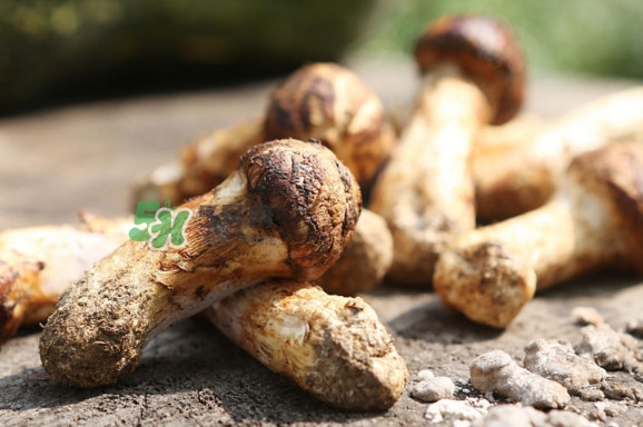 新鮮松茸怎么保存？干松茸如何保存？