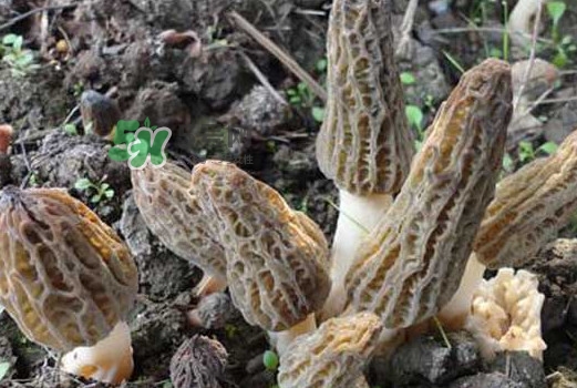 羊肚菌可以泡水喝嗎？羊肚菌可以燉鴿子嗎