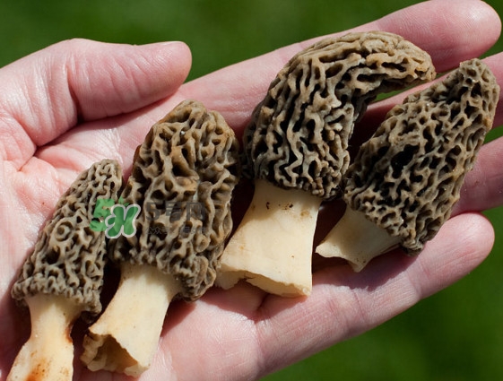 羊肚菌種植是不是騙局？羊肚菌的種植技術