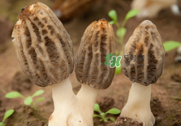 羊肚菌有假的嗎？野生羊肚菌有幾種？