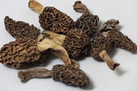 羊肚菌有毒嗎？羊肚菌可以人工種植嗎？