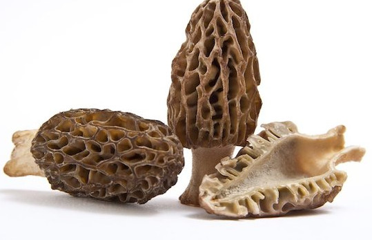 羊肚菌有毒嗎？羊肚菌可以人工種植嗎？