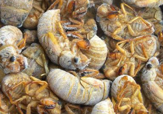 知了猴可以帶上飛機(jī)嗎？知了猴能帶上飛機(jī)嗎？